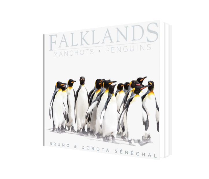 Book - Falklands Penguins