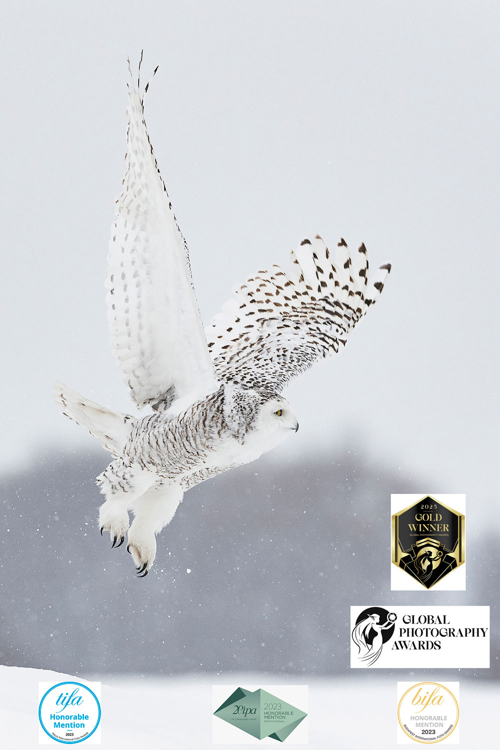 Photo contest