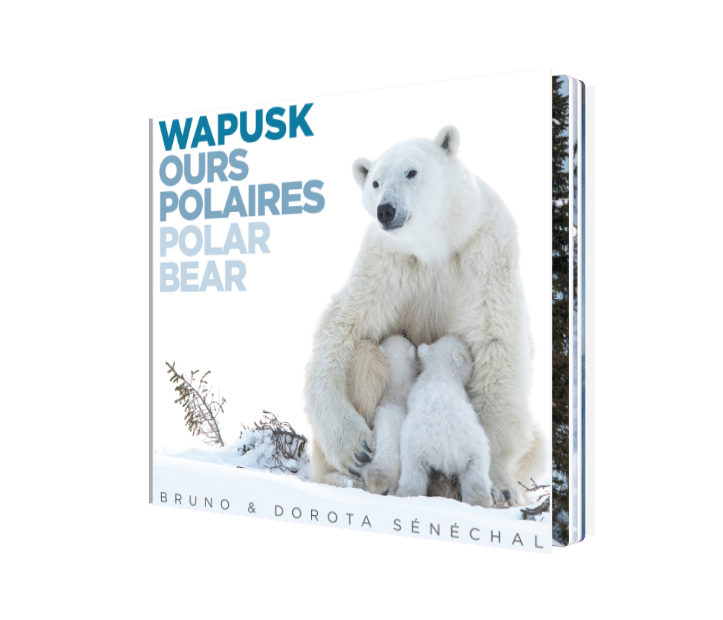 Book - Wapusk Polar Bear