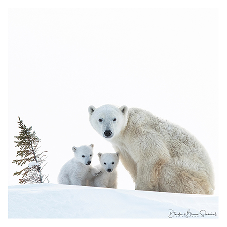 Postal Cards - Polar Bears (x10)