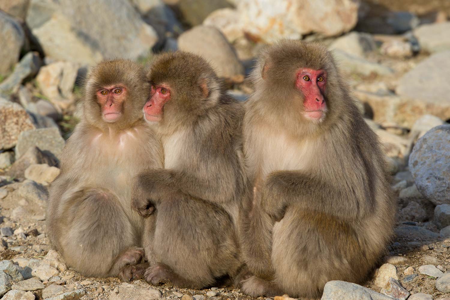 Macaques du Japon