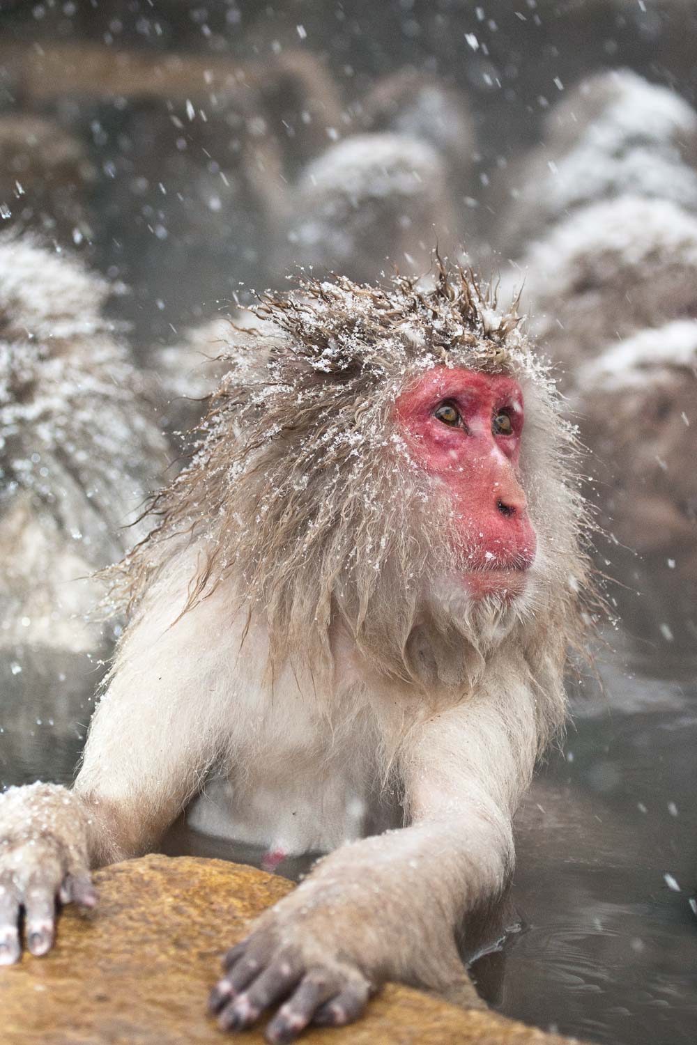 Macaque du Japon