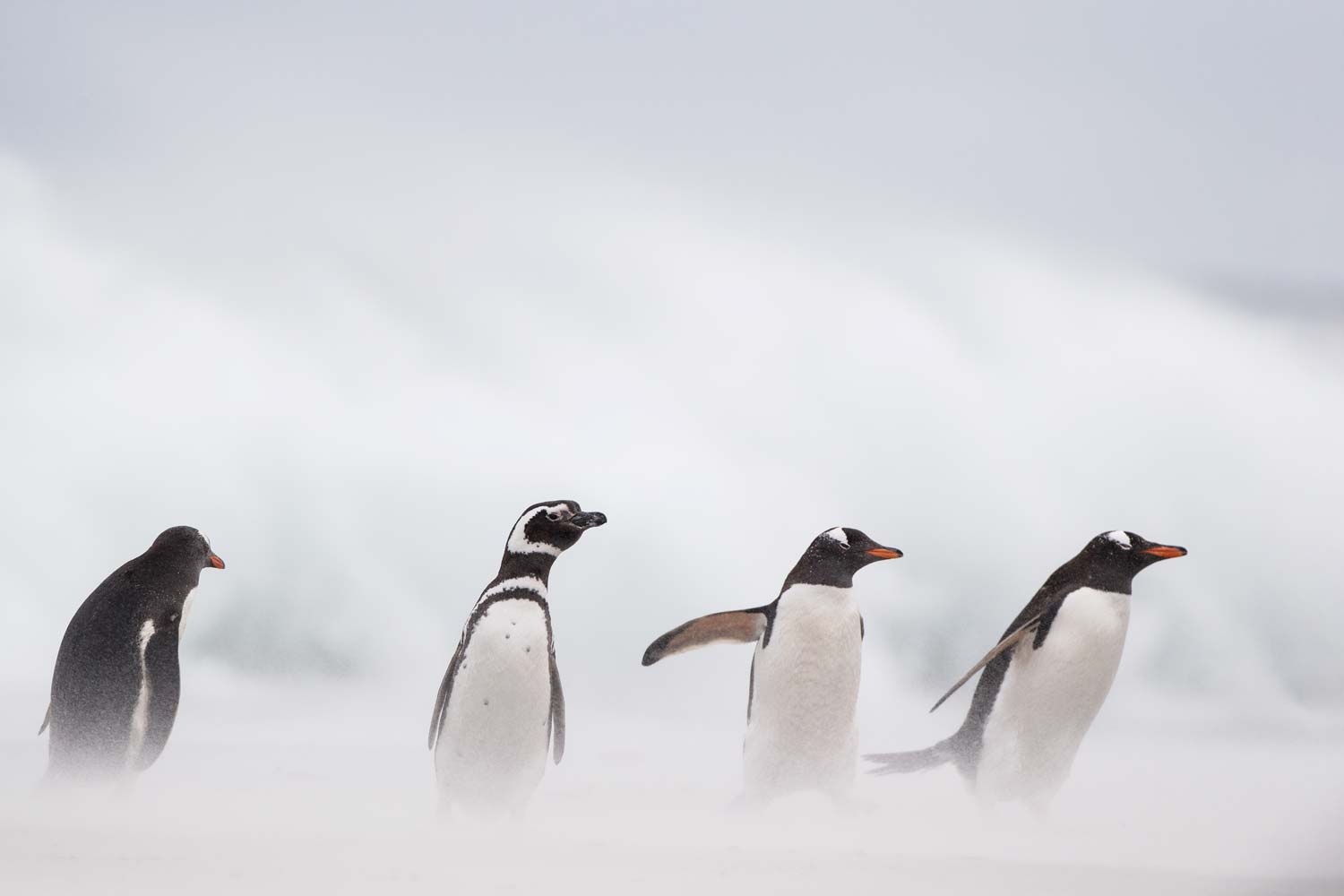 Gentoo and Magellanic Penguins