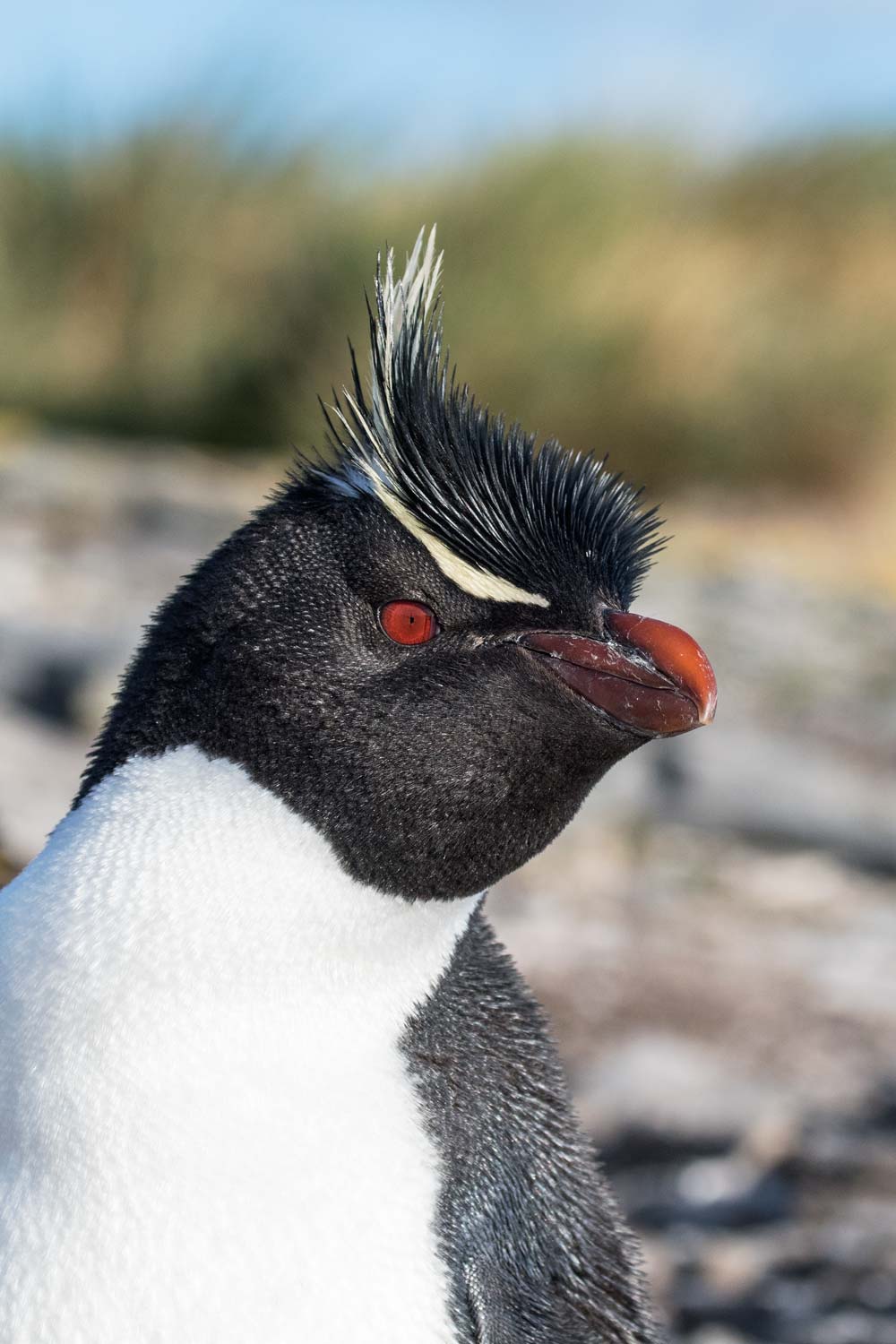 Rockopper Penguin